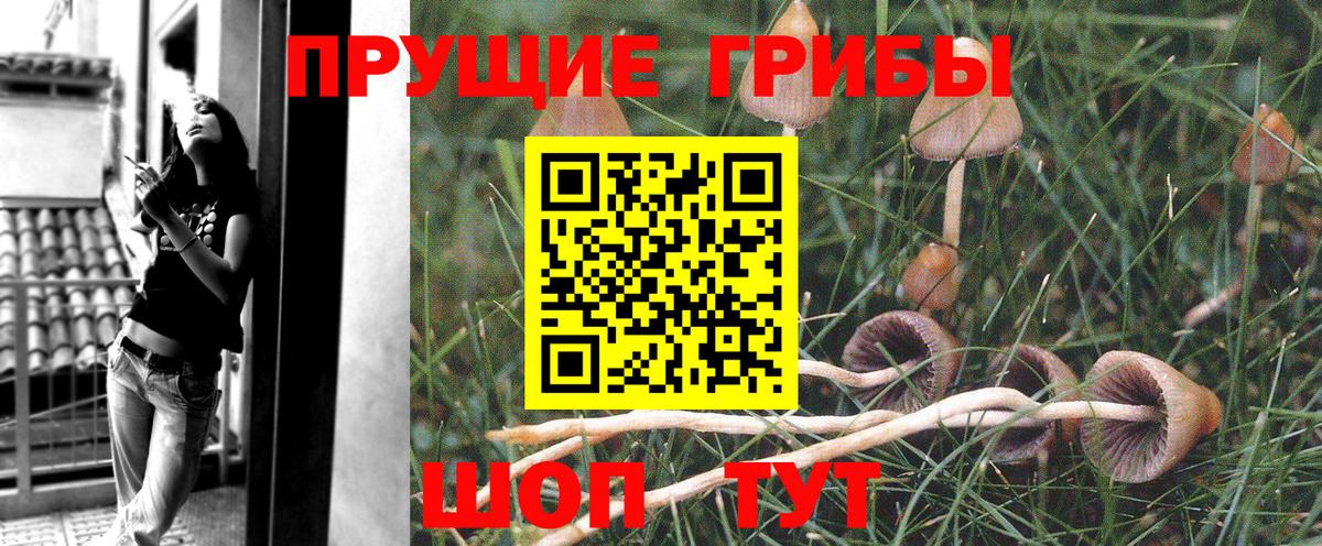 Красноармейск  Псилоцибиновые грибы Psilocybine cubensis  Вход с VPN 